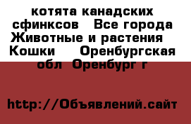 котята канадских сфинксов - Все города Животные и растения » Кошки   . Оренбургская обл.,Оренбург г.